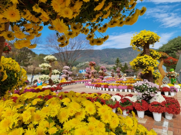 전국 유일의 추모 국화박람회가 열리는 경상남도 거창사건추모공원/ (사진제공=거창사건추모공원)