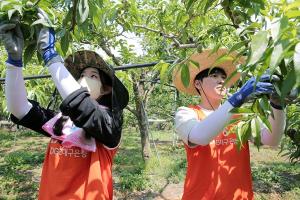 DGB대구은행, 청도 농촌 봉사활동 및 농산물 구매 기부